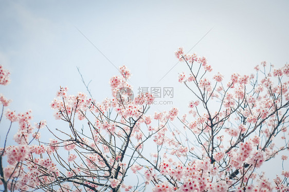 三月春天的樱花图片