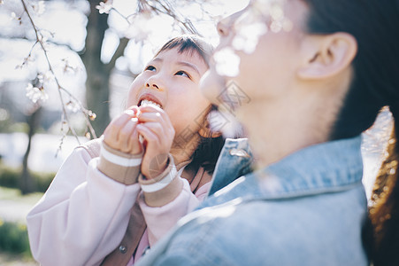 享受樱花的一家人图片