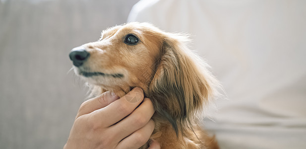 腊肠犬特写图片