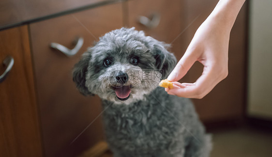 给可爱的宠物狗喂食物图片