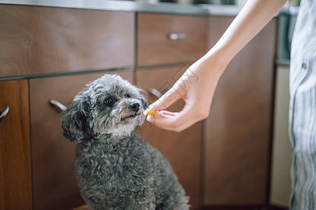 给可爱的宠物狗喂食物图片