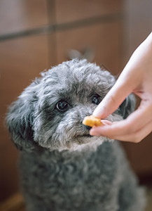 给可爱的宠物狗喂食物图片