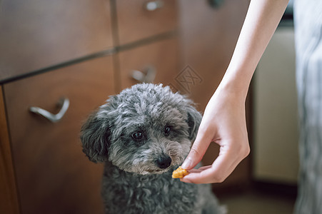 给可爱的宠物狗喂食物图片