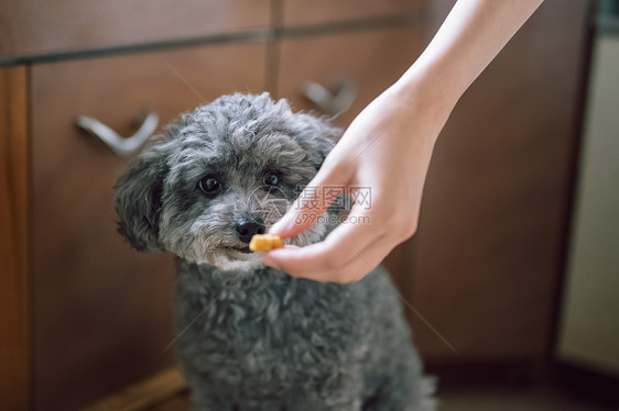 给可爱的宠物狗喂食物图片