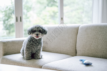 沙发上的宠物狗图片