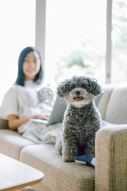 女人养着可爱宠物狗图片