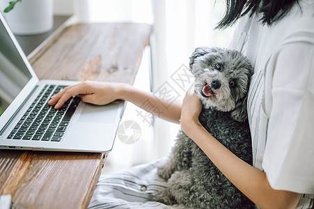 小型犬可爱笔记本电脑生活与狗女人生意图片