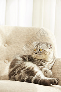 坐在沙发上的宠物猫咪图片