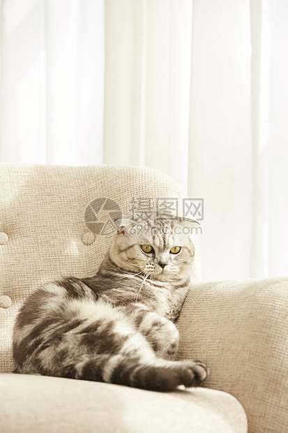 坐在沙发上晒太阳的宠物猫咪图片