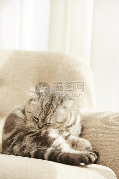 坐在沙发上晒太阳的猫咪图片