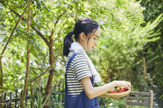 室外妇女采摘蔬菜图片