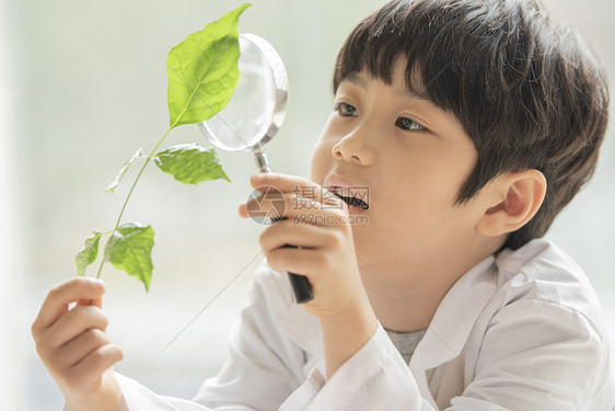 小男孩用放大镜观察绿植图片