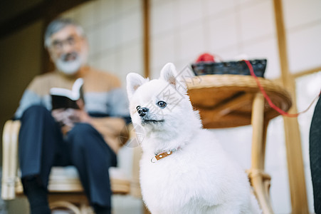 老人和博美犬图片