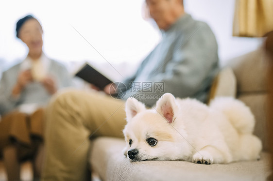 趴在沙发上的博美犬图片