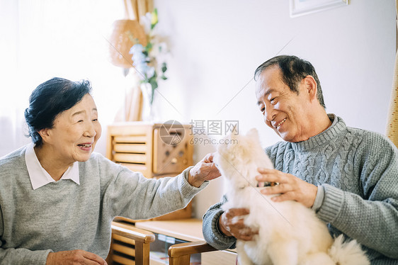 坐在沙发上和博美犬玩耍的老年夫妇图片