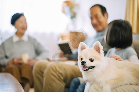 情侣狗可爱的博美犬背景