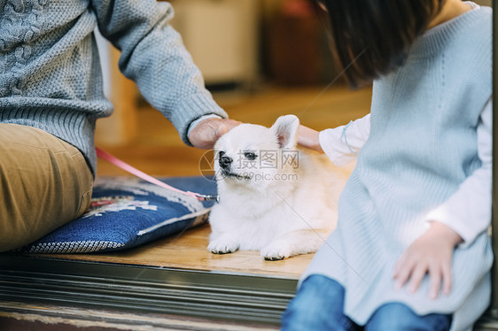 可爱的白色博美犬图片