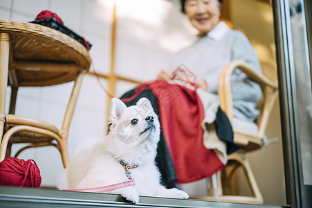 院子里的可爱博美犬图片