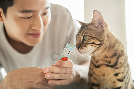 年轻男性喂养宠物猫图片