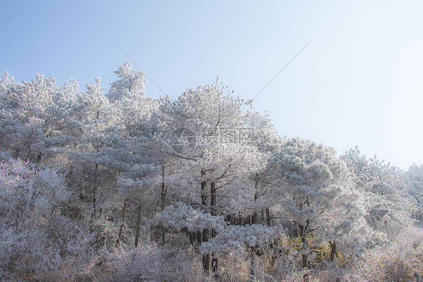 冬天雪松雪景图片