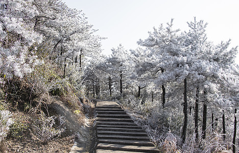 雪后森林里的石板路图片