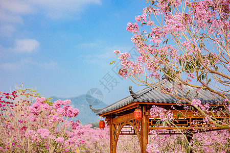 春天粉色风铃花古风亭子背景图片