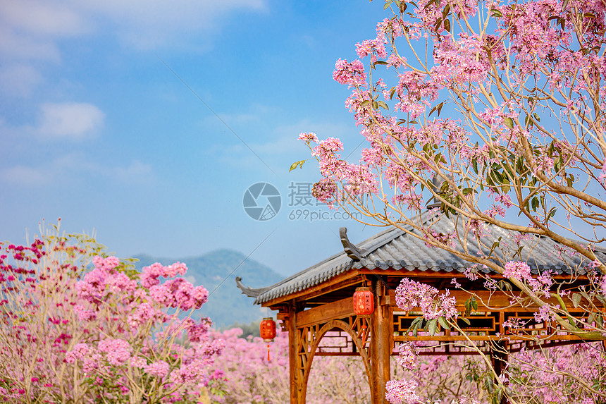 春天粉色风铃花古风亭子图片