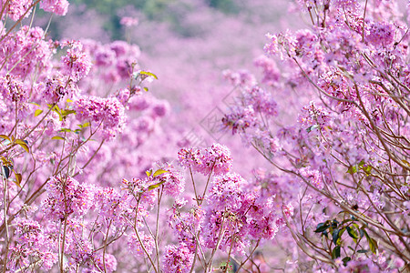 春天粉色浪漫紫色风铃花背景图片