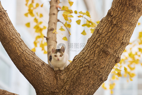 校园里的流浪猫图片