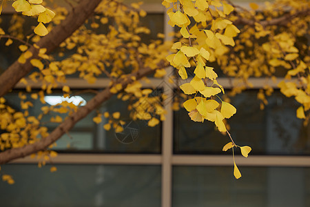 秋天的银杏树叶背景图片
