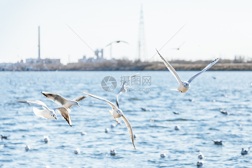 码头海面上成群飞翔的海鸥图片