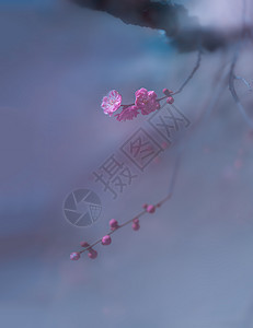 被晨雾笼罩的梅花图片