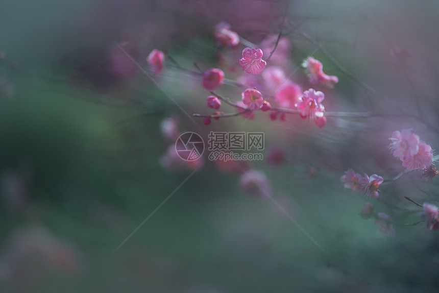 被晨雾笼罩的梅花图片