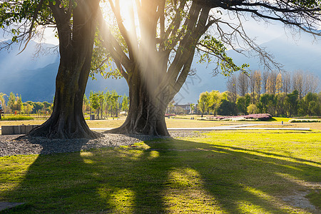 阳光下乡间公路旁的树木背景图片