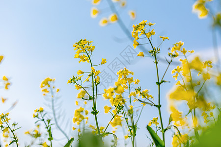 春天的油菜花图片