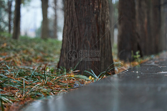 路边被雨水打湿的植物图片