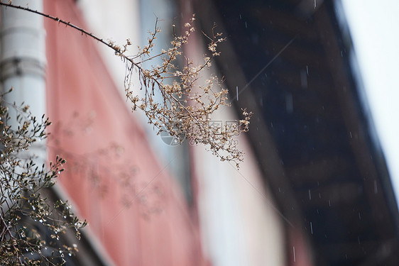 路边被雨水打湿的植物图片