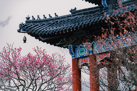 南京钟山风景区梅花山博爱阁与梅花图片