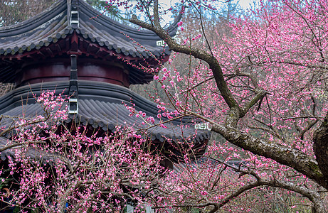 南京雨花台景区梅岗梅花与古建筑高清图片