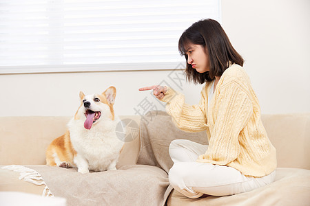 柯基犬女主人生气指责宠物狗背景