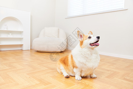 可爱的宠物柯基犬图片