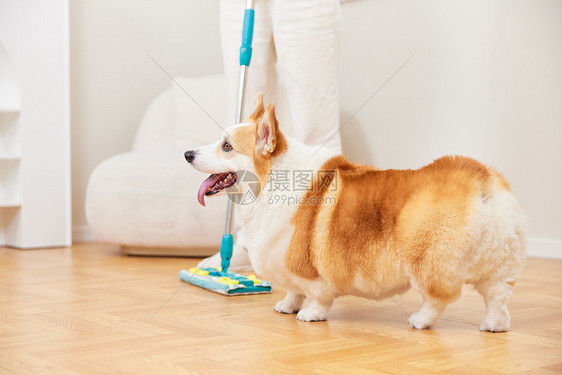 宠物犬陪伴主人大扫除图片