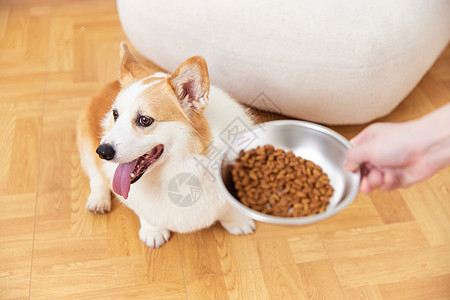 厌食的宠物犬图片