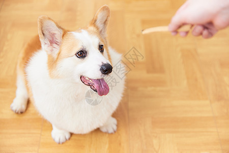 给宠物犬吃零食背景图片