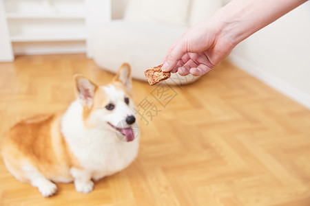 给宠物犬奖励零食图片