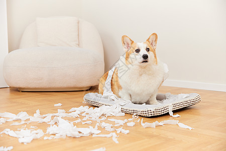 宠物柯基犬在家撕咬纸巾图片