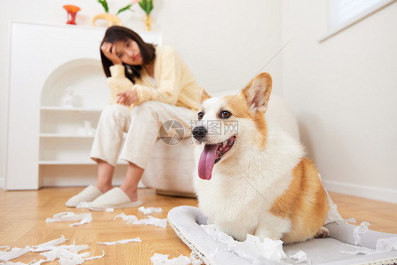 在家乱撕纸巾的宠物狗图片