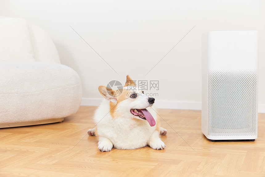 智能家居空气净化器旁的柯基犬图片