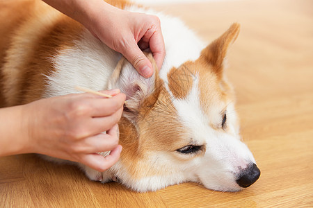 使用棉签清理宠物狗的耳朵图片