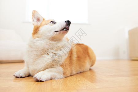 可爱的宠物柯基犬图片